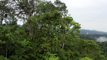 Wall Mural - Aerial view of a tropical forest with layers of fog over the tree canopy appearing from behind the trees