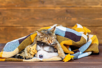 Wall Mural - A fluffy puppy lies next to a tabby kitten under a plaid blanket. A kitten with a puppy sleeps wrapped in a checkered blanket