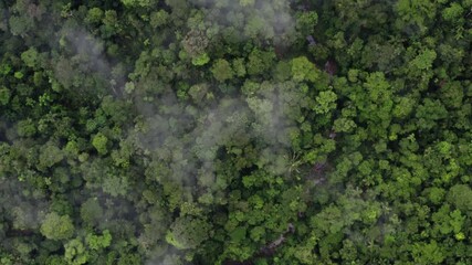 Wall Mural - Aerial top view of a tropical forest canopy, a wide shot following a small stream while the rainforest canopy is covered in fog