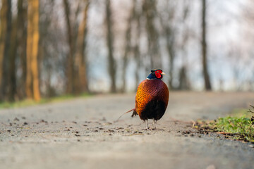 Wall Mural - An Beautiful pheasant