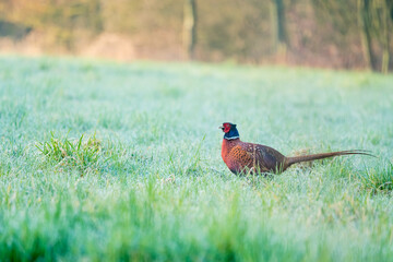 Wall Mural - An Beautiful pheasant