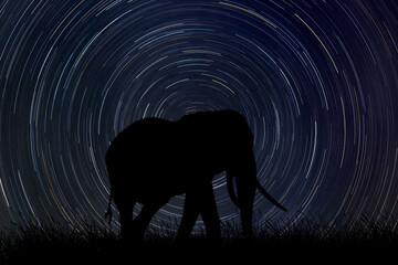 Sticker - Elephant at night with startrail in the background