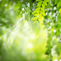 Wall Mural - Background nature, Close up green leaf on blurred greenery in forest with copy space.