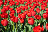 Fototapeta Tulipany - Beautiful spring red tulips flowers background