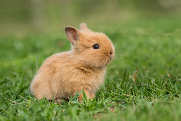 Wall Mural - Little rabbit sitting in the grass in summer