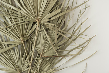 Wall Mural - Closeup of dry tropical palm leaf isolated pattern background. Minimal floral texture composition.