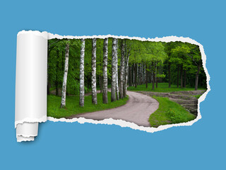 Window in spring. Elongated torn hole from right to left in blue color sheet of paper with soft shadow, paper curl and spring landscape in the hole. Paper mock up.