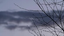 Time Lapse Of Bare Tree Branches Against Gray Clouds