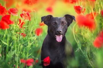 Wall Mural - Black dog portrait close up in poppy field