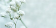 © Anna - White flowers of the gypsophila. Gentle spring background. Soft focus.