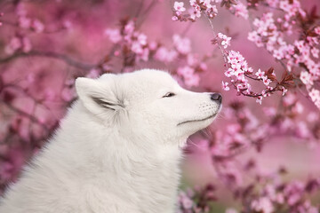 Wall Mural - White Samoyed dog against the background of a blossoming pink tree in April.