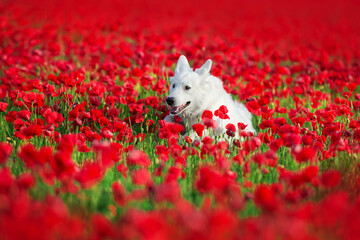 Wall Mural - White Swiss Shepherd Dog on  flowers poppy at sunset