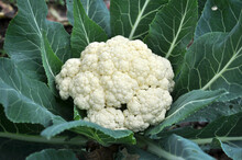 In Organic Soil Grown Cauliflower