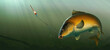 Fishing for carp with a float bait. Carp fish (koi) realism isolate illustration. Fishing for big carp, feeder fishing, carp fishing.