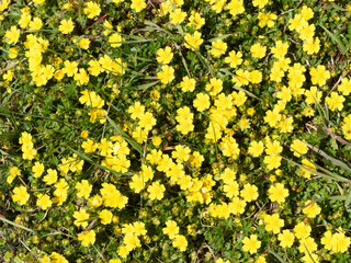 Poster - Potentilla verna ou Potentille sauvage printanière à floraison dense jaune vif sur tiges rampantes dans un feuillage dense vert brillant