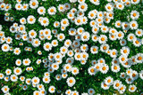 Fototapeta Tęcza - lot of daisies. summer flowers on the field. view from above. overhead