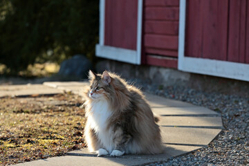 Wall Mural - A norwegian forest cat female outdoors in the evening light