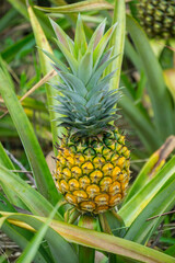 Wall Mural - this pic show the pineapple fruit in the garden, it's a tropical fruit