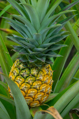 Wall Mural - this pic show the pineapple fruit in the garden, it's a tropical fruit