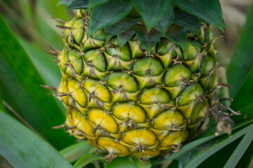 Wall Mural - this pic show the pineapple fruit in the garden, it's a tropical fruit