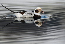 Long-tailed Duck In Water