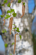Blüten der Hänge-Birke, Betula pendula, im Frühling
