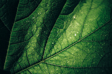 Beautiful green texture background. Cropped shot of green leaf textured. Abstract nature pattrn for design.