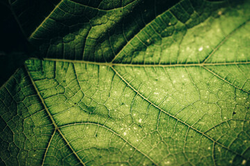 Aufkleber - Beautiful green texture background. Cropped shot of green leaf textured. Abstract nature pattrn for design.
