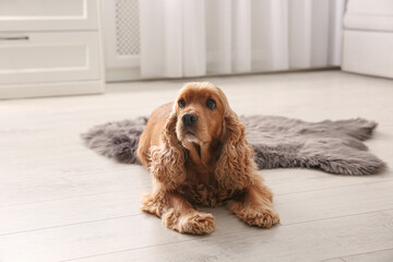 Wall Mural - Cute Cocker Spaniel dog lying on warm floor indoors. Heating system