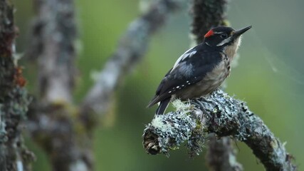 Wall Mural - hairy woodpecker - leuconotopicus villosus, living in the bahamas, canada, costa rica, guatemala, ho