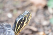 Schildkröte in der Natur