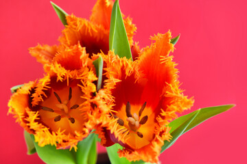 Wall Mural - Close-up of a red-orange terry tulips on red background. Spring floral background. Soft focus.