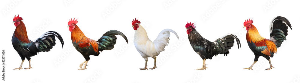 Set of colorful  free range male rooster isolated on white background - obrazy, fototapety, plakaty 