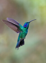 Green Violet-ear Hummingbird (Colibri Thalassinus) In Flight Isolated On A Green Background In Costa Rica