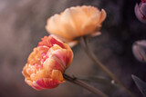 Fototapeta Tulipany - Kwiat pomarańczowy, tulipan, rozmyte tło