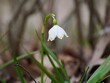 © Василь Федорів - snowdrop in snow