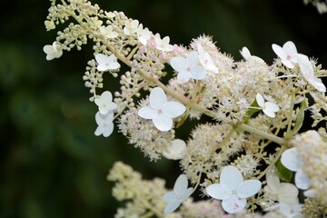 Wall Mural - Luxurious white  inflorescence of hydrangea paniculata variety Tardiva in the garden in summer close-up. 