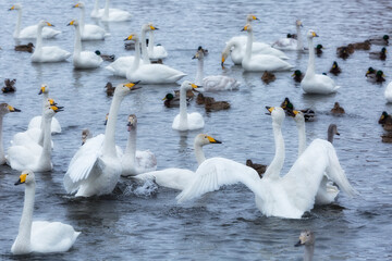 Wall Mural - A flock of Whooper swan and ducks wintering on the thermal lake Svetloe (Lebedinoe), Altay, Russia