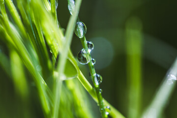 dew on grass