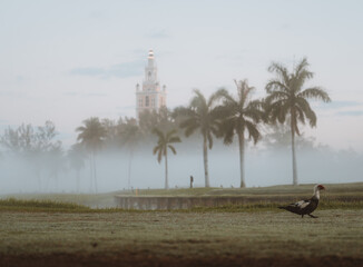 Wall Mural - mist tower field golf course miami florida sunrise palms 