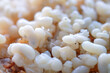 ants eggs close up for background