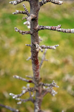 Apple Buds On A Tree On Early Spring