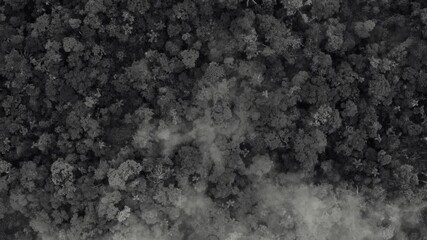 Wall Mural - Black and white aerial top view over a tropical forest covered in a thin layer of fog