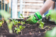  Easy Raised Bed Garden Plans for Beginners