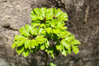 Close-up of a small tree with green leaves illuminated by sunlight