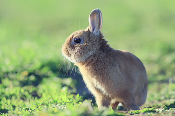 spring rabbit in a green field, easter symbol, beautiful april easter background