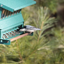 White-breasted Nuthatch (Sitta Carolinensis) Selects A Sunflower Seed From The Bird Feeder