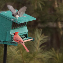Dark-eyed Junco (Junco Hyemalis) Challenges Male Northern Cardinal (Cardinalis Cardinalis) For Perch On Bird Feeder