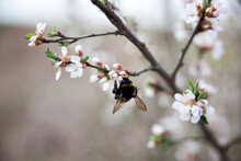 Cherry Blossom Tree And  Bumblebee On  Branch