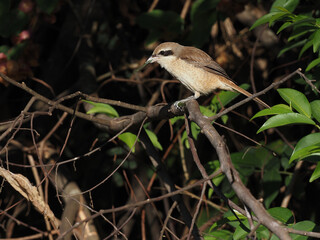 Brown Shrike, Lanius cristatus